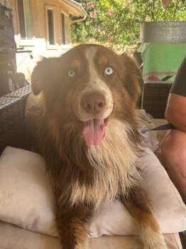 Jack Jack -  Australian Shepherd Dog for Adoption in Coarsegold, California - Jack Jack | PetCurious
