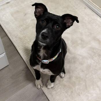 Sydney -  Chihuahua and Corgi Dog for Adoption in San Diego, California - Sydney | PetCurious