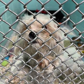 Mixed Breed Dogs Available for Adoption - Muffin | PetCurious