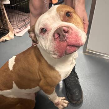 Axel -  Mixed Breed Dog for Adoption in Allentown, Pennsylvania - Axel | PetCurious