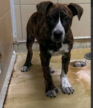Petunia -  Mixed Breed Dog for Adoption in West Chester, Pennsylvania - Petunia | PetCurious
