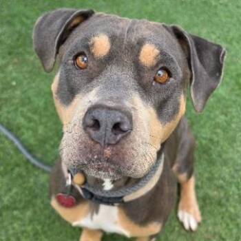 Tortilla -  Pit Bull Terrier and Mixed Breed Dog for Adoption in Fort Collins, Colorado - Tortilla | PetCurious