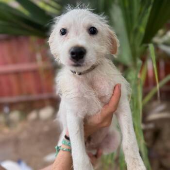 Ace -  Terrier and Mixed Breed Dog for Adoption in San Diego, California - Ace | PetCurious