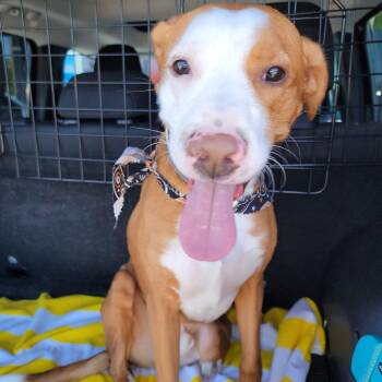 Rescue Labrador Retriever and Pointer Dogs for Adoption in Cumming, Georgia - Diesel | PetCurious