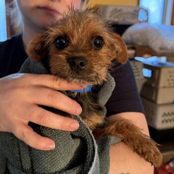 Alessio -  Yorkshire Terrier and Mixed Breed Dog for Adoption in Madison, Wisconsin - Alessio | PetCurious