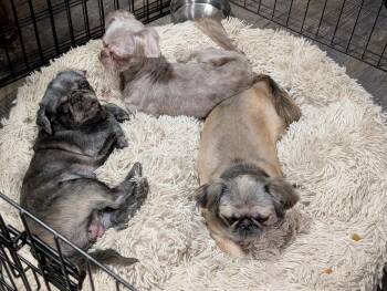 Skylar -  Shih Tzu Dog for Adoption in Chesapeake Beach, Maryland - Skylar | PetCurious