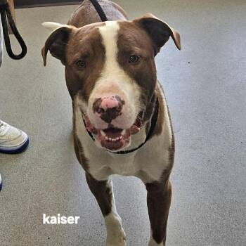 Kaiser -  Mixed Breed Dog for Adoption in Ballston Spa, New York - Kaiser | PetCurious
