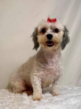Noodle -  Havanese Dog for Adoption in New Stanton, Pennsylvania - Noodle | PetCurious