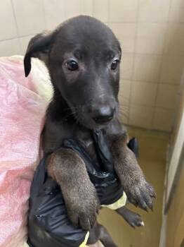 Ikora -  Mixed Breed Dog for Adoption in Hobbs, New Mexico - Ikora | PetCurious