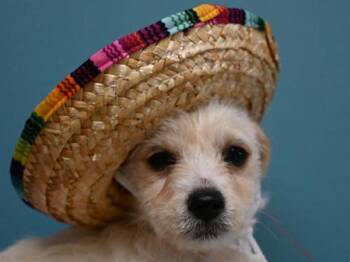 Harmonica -  Terrier and Mixed Breed Dog for Adoption in Portland, Oregon - Harmonica | PetCurious