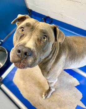 Dean -  Terrier and Hound Dog for Adoption in Lancaster, South Carolina - Dean | PetCurious