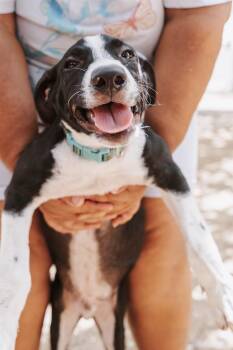 Ranger -  Mixed Breed Dog for Adoption in Glen Rock, New Jersey - Ranger | PetCurious