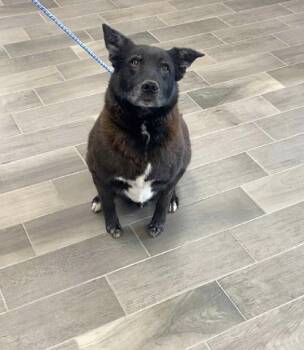 Rescue Australian Kelpie and Shepherd Dogs for Adoption in Nevada, Missouri - CJ | PetCurious