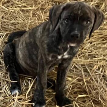 Caramel -  Mixed Breed Dog for Adoption in Buffalo, Minnesota - Caramel | PetCurious