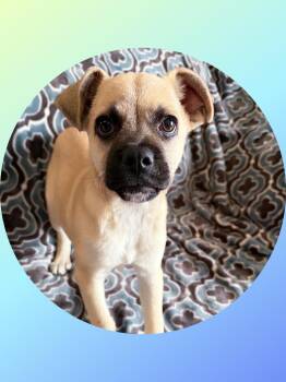 BUCK -  Pug and Puggle Dog for Adoption in Chandler, Arizona - BUCK | PetCurious