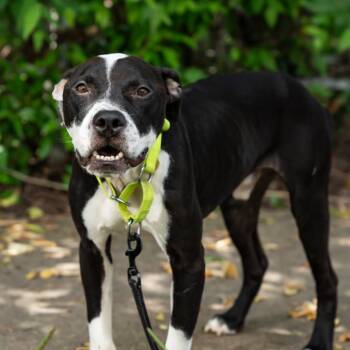 Rescue Mixed Breed Dogs for Adoption in Houston, Texas - Noodle | PetCurious