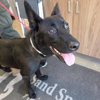 Goose -  Black Labrador Retriever and German Shepherd Dog Dog for Adoption in Sand Springs, Oklahoma - Goose | PetCurious