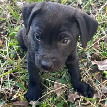 Labrador Retriever Dogs Available for Adoption - Iggy | PetCurious