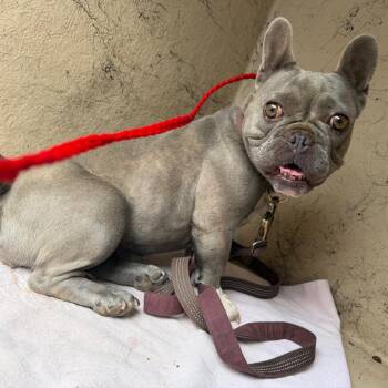 Widow 26-09-016 -  French Bulldog Dog for Adoption in Bastrop, Texas - Widow 26-09-016 | PetCurious