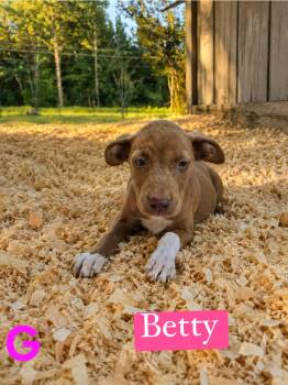 B litter Betty -  Pit Bull Terrier Dog for Adoption in Semmes, Alabama - B Litter Betty | PetCurious