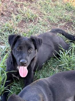 Dixie -  Labrador Retriever and Border Collie Dog for Adoption in Grove, Oklahoma - Dixie | PetCurious
