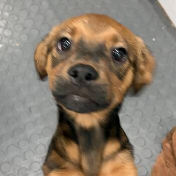 Ruby -  Yorkshire Terrier and Mixed Breed Dog for Adoption in Corpus Christi, Texas - Ruby | PetCurious