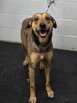 Mixed Breed Dogs Available for Adoption in Fort Worth, Texas - Jack | PetCurious