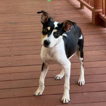 Tilly Jackson -  Terrier Dog for Adoption in Slidell, Louisiana - Tilly Jackson | PetCurious