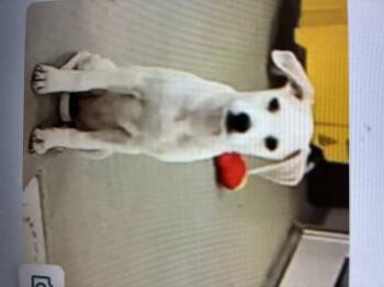 Rescue Labrador Retriever Dogs for Adoption in Indiana, Pennsylvania - Chestnut | PetCurious