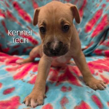 Kennel Tech -  Boxer and Mixed Breed Dog for Adoption in Parkersburg, West Virginia - Kennel Tech | PetCurious