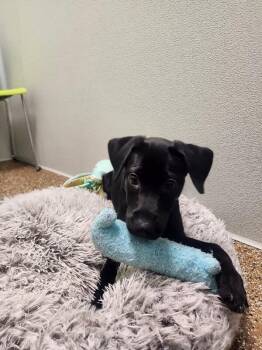 Edwin -  Mixed Breed Dog for Adoption in Jackson, Tennessee - Edwin | PetCurious
