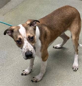 Boxer and Mixed Breed Dogs Available for Adoption - SLEEPY | PetCurious