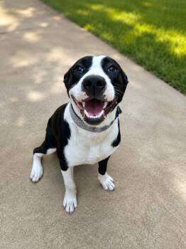 Mindy -  American Staffordshire Terrier and Mixed Breed Dog for Adoption in Houston, Texas - Mindy | PetCurious