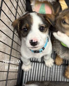 Nemo -  Hound and Terrier Dog for Adoption in Gilberts, Illinois - Nemo | PetCurious