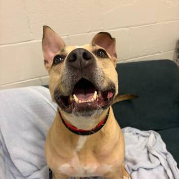 Kcee -  Yellow Labrador Retriever Dog for Adoption in Chicago, Illinois - Kcee | PetCurious