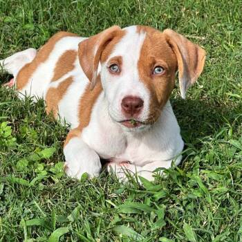 Rescue Hound and Labrador Retriever Dogs for Adoption in Alvin, Texas - Austin | PetCurious