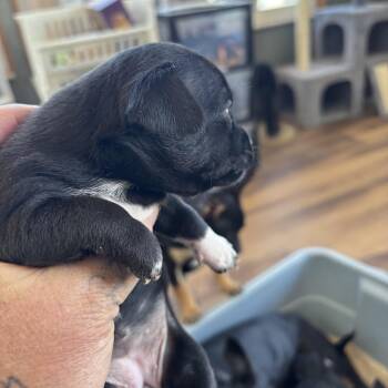 Chihuahua and Jack Russell Terrier Dogs Available for Adoption in Deming, New Mexico - Ethel | PetCurious