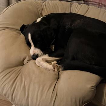 Bear -  Saint Bernard and Black Labrador Retriever Dog for Adoption in Austell, Georgia - Bear | PetCurious