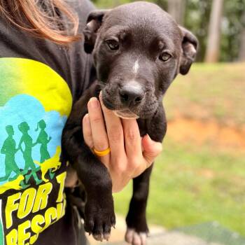 Roscoe -  Pit Bull Terrier Dog for Adoption in Evensville, Tennessee - Roscoe | PetCurious