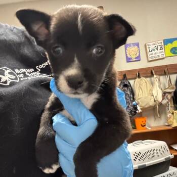 hermes -  Black Labrador Retriever and Mixed Breed Dog for Adoption in Yuma, Arizona - Hermes | PetCurious