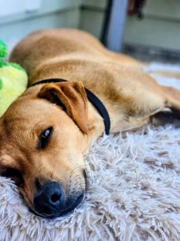 Nikki -  Retriever and Shepherd Dog for Adoption in Evergreen, Colorado - Nikki | PetCurious