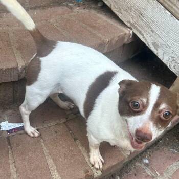 Linda-UPDATE -  Chihuahua and Dachshund Dog for Adoption - Linda-UPDATE | PetCurious
