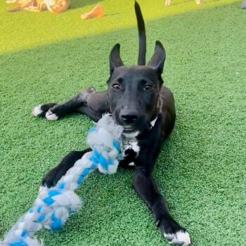 Rescue Bull Terrier and Shepherd Dogs for Adoption in Lafayette, California - Heathrow | PetCurious