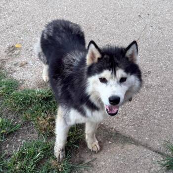 Jolie -  Husky Dog for Adoption in Henderson, Kentucky - Jolie | PetCurious
