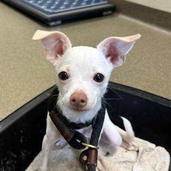 Goblin -  Chihuahua Dog for Adoption in Council Bluffs, Iowa - Goblin | PetCurious