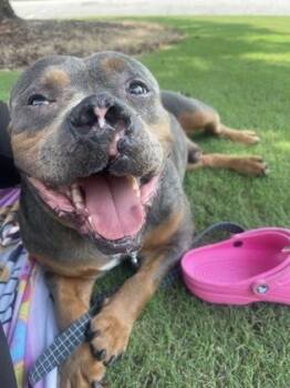 Aries -  Pit Bull Terrier Dog for Adoption in Atlanta, Georgia - Aries | PetCurious