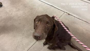 Labrador Retriever Dogs Available for Adoption in Ocala, Florida - BLUEBELL | PetCurious
