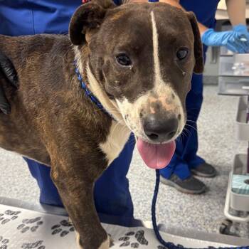Elbert -  American Staffordshire Terrier Dog for Adoption in Greenville, South Carolina - Elbert | PetCurious