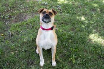Max -  Boxer and Mixed Breed Dog for Adoption in Kansas City, Missouri - Max | PetCurious