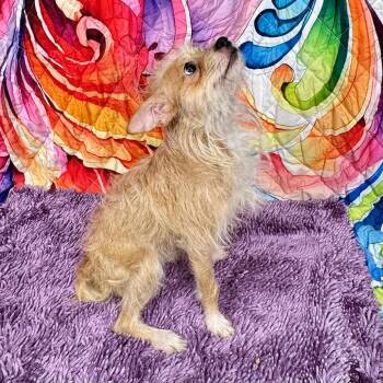Shaggie(HW+) -  Terrier and Mixed Breed Dog for Adoption in Franklin, North Carolina - Shaggie(HW+) | PetCurious
